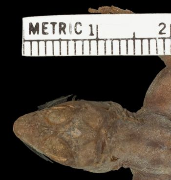 Media type: image; Herpetology R-81138